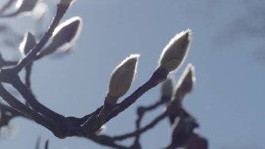 Tokyo, Japonya - 15 Aralık 2024: Kış öğleden sonra beyaz manolya tomurcukları