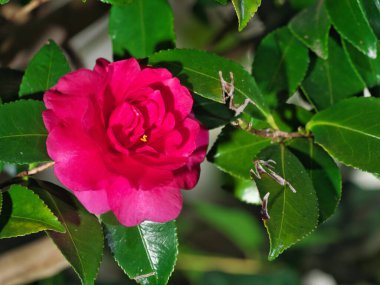 Tokyo, Japonya - 20 Aralık 2024: Kamelya Sasanqua çiçeğinin kış şafağında kapanışı