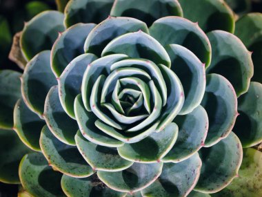 Tokyo, Japonya - 27 Aralık 2024: Echeveria 'nın Gece Kapanışı