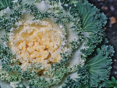 Tokyo, Japonya - 9 Ocak 2025: Beyaz lahanaya ya da çiçek açan lahanaya yakın çekim 