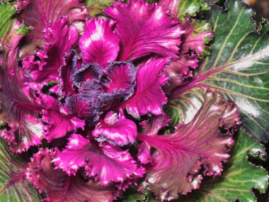 Tokyo, Japonya - 9 Ocak 2025: Kırmızı Süslü Lahana veya Çiçekli Lahana 