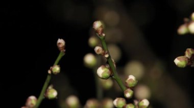 Tokyo, Japonya - 25 Ocak 2025: Gece erik çiçeği