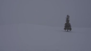 Hokkaido, Japonya - 23 Aralık 2023: Biei, Hokkaido, Japonya 'da Noel ağacı olarak adlandırılan Norveç ladin ağacı