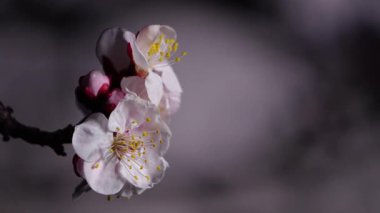 Beyaz ume çiçekleri ve tomurcukları ya da şafak vakti Japon kayısı.
