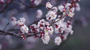Beyaz ume çiçekleri ve tomurcukları ya da şafak vakti Japon kayısı.