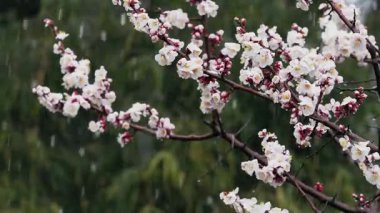 Tokyo, Japonya - 3 Mart 2025: Beyaz ume çiçekleri veya Japon kayısı tomurcukları