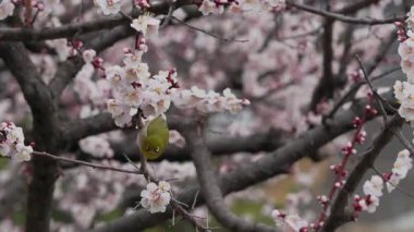 Tokyo, Japonya - 4 Mart 2025: Japon beyaz gözü ve çiçekleri ve Japon kayısı tomurcukları