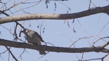 Tokyo, Japonya - 7 Mart 2025: Styphnolobium japonicum (Sophora japonica)