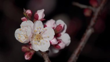 Beyaz ume çiçekleri ve tomurcukları ya da şafak vakti Japon kayısı.