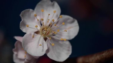 Beyaz ume çiçekleri ve tomurcukları ya da şafak vakti Japon kayısı.