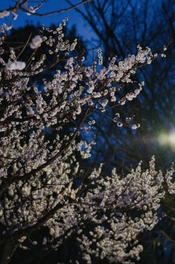 Tokyo, Japonya - 12 Mart 2025 Blossoms ve beyaz ume veya Japon kayısı tomurcukları dolu tam gaz