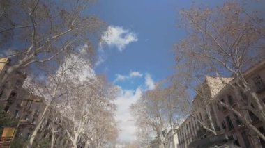 Barselona, İspanya - 17 Mart 2025: Barcelona 'da Ramblas Caddesi' ndeki Plata ağaçları 