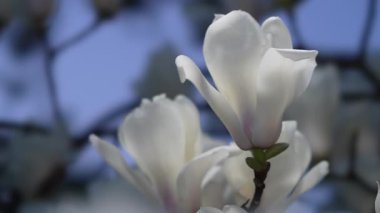 Tokyo, Japonya - 24 Mart 2025: Beyaz Manolya şafakta tamamen çiçek açtı