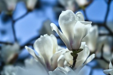 Tokyo, Japonya - 24 Mart 2025: Beyaz Manolya şafakta tamamen çiçek açtı