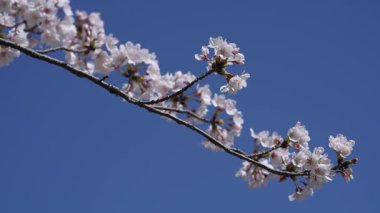 Tokyo, Japonya - 4 Nisan 2025: Kiraz çiçekleri sabah tam çiçeklenir