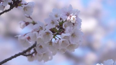 Tokyo, Japonya - 4 Nisan 2025: Kiraz çiçekleri sabah tam çiçeklenir