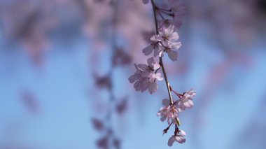 Tokyo, Japonya - 4 Nisan 2025 Sabah kiraz çiçekleri