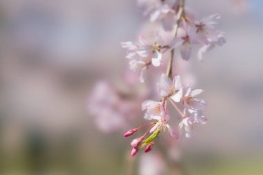 Tokyo, Japonya - 4 Nisan 2025 Sabah kiraz çiçekleri