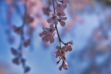 Tokyo, Japonya - 4 Nisan 2025 Sabah kiraz çiçekleri