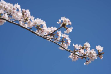 Tokyo, Japonya - 4 Nisan 2025: Kiraz çiçekleri sabah tam çiçeklenir