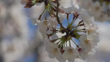 Tokyo, Japonya - 5 Nisan 2025: Kiraz çiçekleri sabah tam çiçeklenir