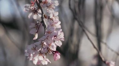 Tokyo, Japonya - 5 Nisan 2025 Sabah kiraz çiçekleri
