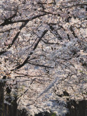 Tokyo, Japonya - 5 Nisan 2025: Kiraz Çiçekleri Atari Salonu Sabah Çiçekleri