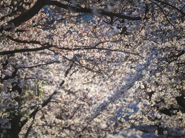 Tokyo, Japonya - 5 Nisan 2025: Kiraz Çiçekleri Atari Salonu Sabah Çiçekleri