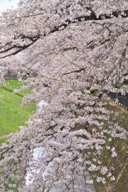Tokyo, Japonya - Nisan 2025: Nehirde kiraz çiçekleri açar
