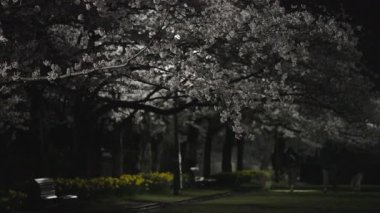 Tokyo, Japonya - 8 Nisan 2025: Geceleyin kiraz çiçekleri açar