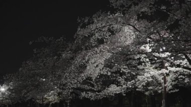 Tokyo, Japonya - 8 Nisan 2025: Geceleyin kiraz çiçekleri açar