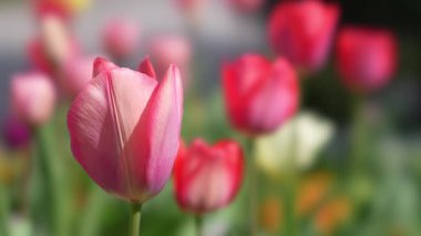 Tokyo, Japonya - 8 Nisan 2025: Bahçedeki renkli lale çiçeklerinin kapanışı