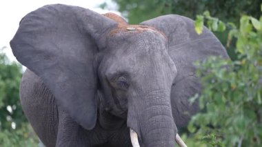Chobe Ulusal Parkı, Botswana - 11 Nisan 2025: Chobe Ulusal Parkı 'nda vahşi bir fil
