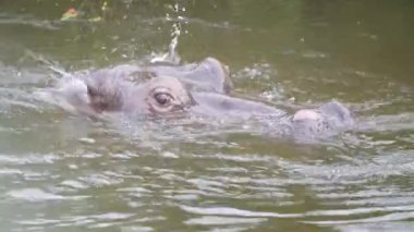 Victoria Falls, Zimbabwe - 12 Nisan 2025: Victoria Şelalesi yakınlarındaki Zambezi nehrinde Hippo ailesi