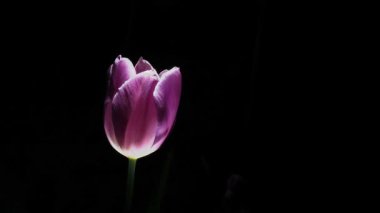 Tokyo, Japonya - 20 Nisan 2025: Bahçedeki renkli resimli lale çiçeklerinin kapanışı