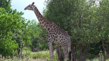 Chobe Ulusal Parkı, Botswana - 11 Nisan 2025: Chobe Ulusal Parkı 'nda Zürafalar