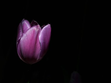 Tokyo, Japonya - 20 Nisan 2025: Bahçedeki renkli resimli lale çiçeklerinin kapanışı