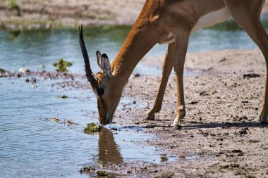Chobe Ulusal Parkı, Botswana - 11 Nisan 2025 Chobe Ulusal Parkı 'ndaki Chobe Nehri' nin kıyısında bir Impala