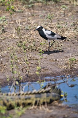 Chobe Ulusal Parkı, Botswana - 11 Nisan 2025: Chobe Ulusal Parkı, Botswana 'da bir timsah ve demirci kanadı