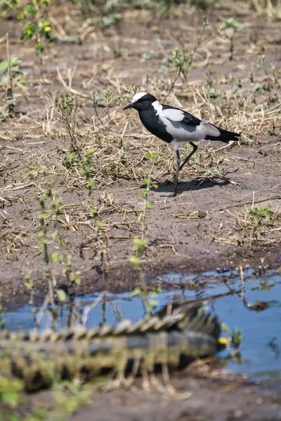 Chobe Ulusal Parkı, Botswana - 11 Nisan 2025: Chobe Ulusal Parkı, Botswana 'da bir timsah ve demirci kanadı