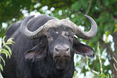 Chobe Ulusal Parkı, Botswana - 11 Nisan 2025: Chobe Ulusal Parkı 'nda vahşi su bufaloları