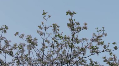 Tokyo, Japonya - 22 Nisan 2025: Şafakta beyaz kır kır çiçekleri