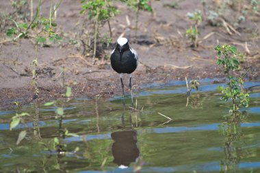 Chobe Ulusal Parkı, Botswana - 11 Nisan 2025: Chobe Ulusal Parkı, Botswana