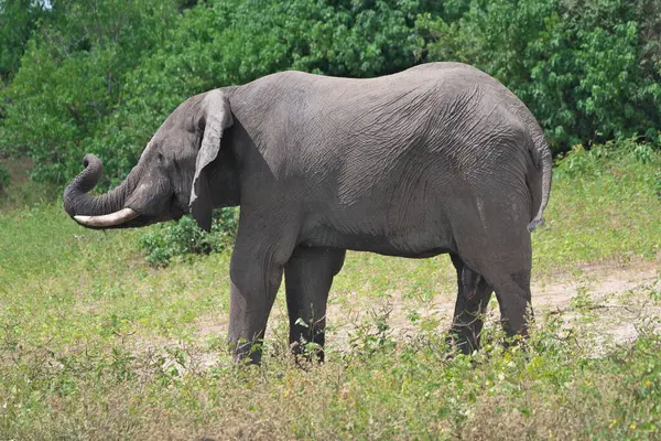 Chobe Ulusal Parkı, Botswana - 12 Nisan 2025: Chobe Ulusal Parkı, Botswana 'da Chobe Nehri' nde bir fil havuzu