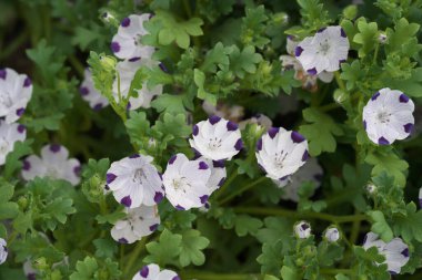 Tokyo, Japonya - 22 Nisan 2025: Fivespot çiçek yatağı veya Nemophila maculata