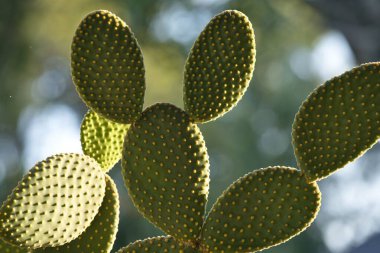 Victoria Şelalesi, Zimbabve - 13 Nisan 2025: Dikenli Armut Kaktüsü veya Sabah Zimbabwe