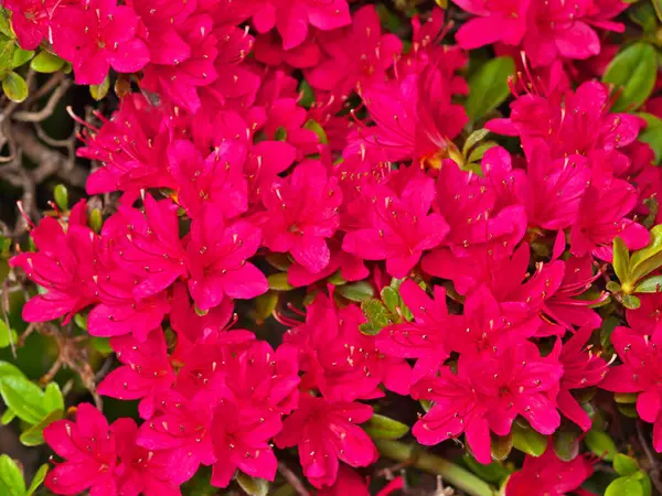 Tokyo, Japonya - 26 Nisan 2025: Kızıl Azalea çiçeklerinin kapatılması 