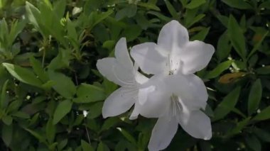 Tokyo, Japonya - 27 Nisan 2025: Beyaz Azalea çiçeklerine yakın çekim 