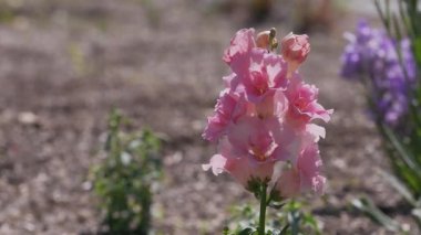 Tokyo, Japonya - 27 Nisan 2025: Aslanağzı ya da Antirrhinum Majus