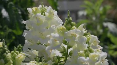 Tokyo, Japonya - 27 Nisan 2025: Aslanağzı ya da Antirrhinum Majus